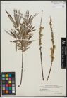 Foto von Salix viminalis L.